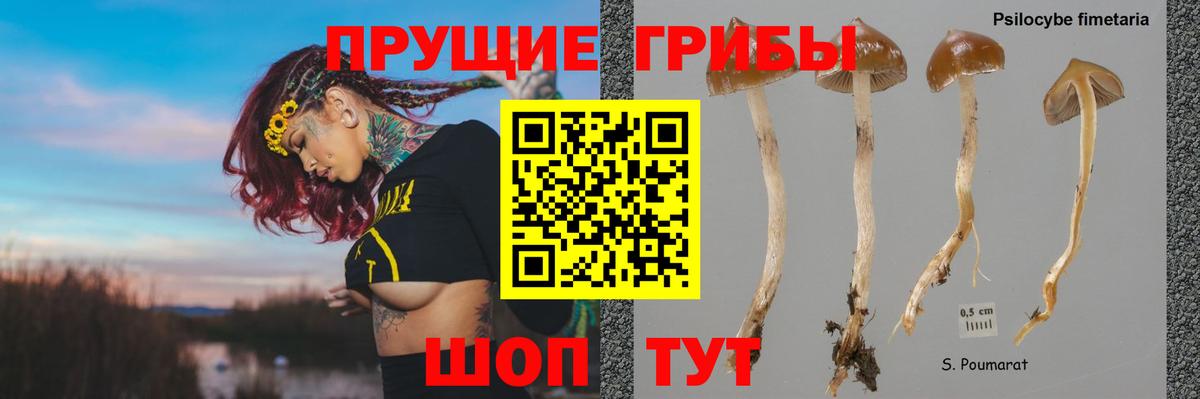 Галлюциногенные грибы Psilocybe  Псилоцибиновые грибы мицелий  Скопин  Вход с VPN 